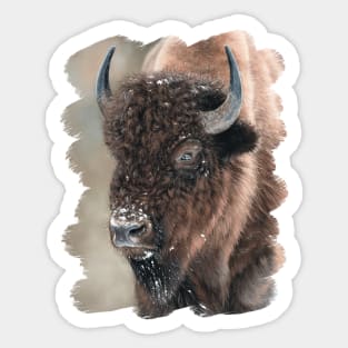 American Bison Portrait Sticker